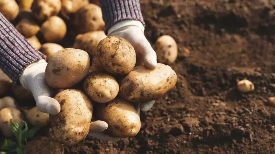 ¿Cómo plantar y cultivar patatas con éxito? ¡Descubre todo lo que necesitas saber!