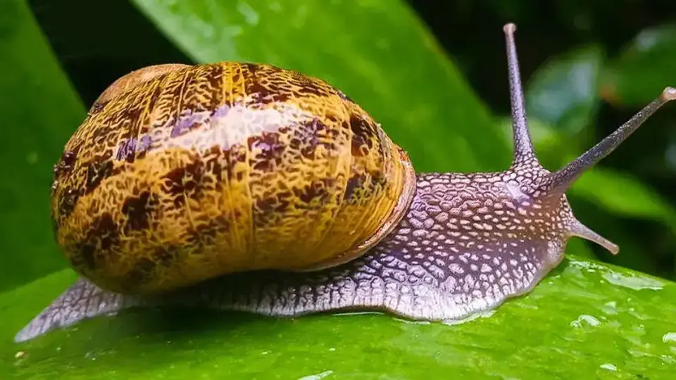 5 consejos para mantener a los caracoles alejados del jardín