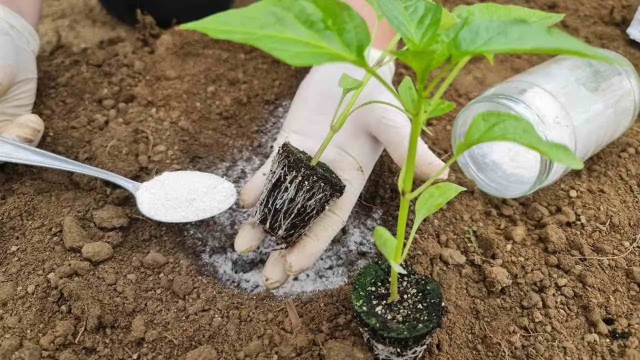 Planta los pimientos de esta manera y tendrás una cosecha muy rica y abundante