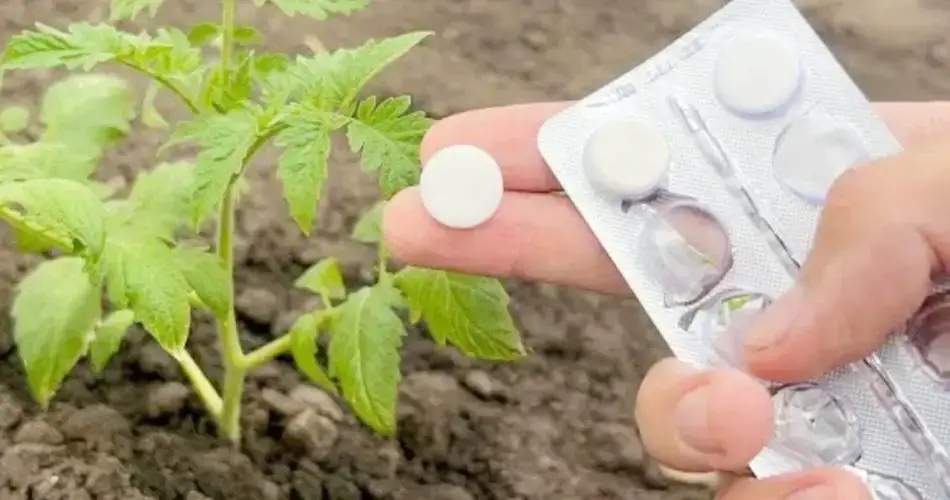 Tomates, pepinos y pimientos enormes con una sola pastilla, nunca había tenido una cosecha como esta