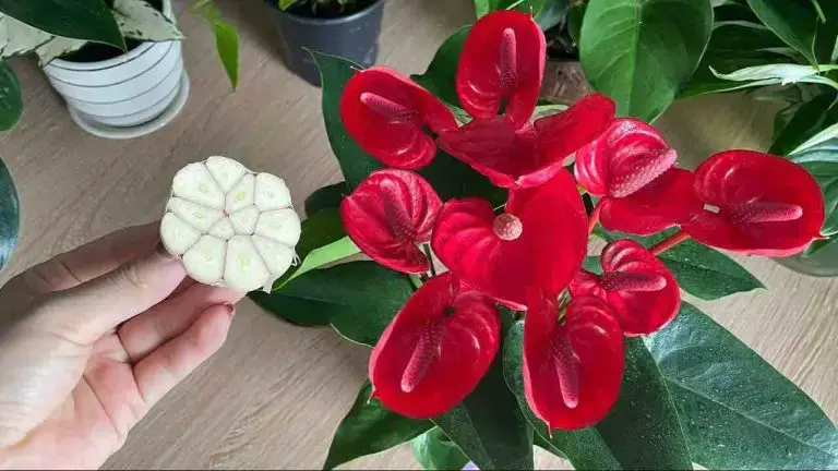 Muy poca gente conoce este truco para hacer florecer el Anthurium