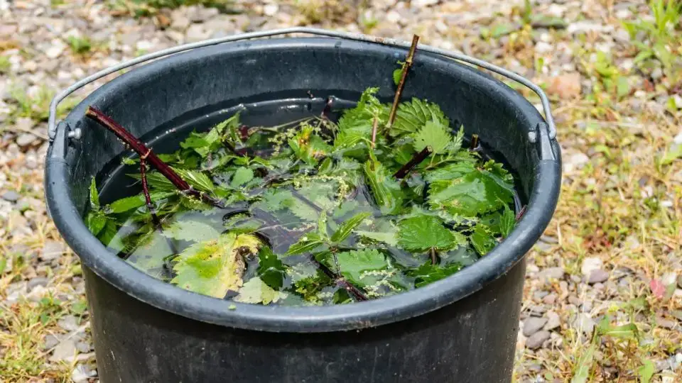 Macerado de ortiga: El abono más potente, el mejor pesticida, ¡cómo prepararlo y todos sus usos!