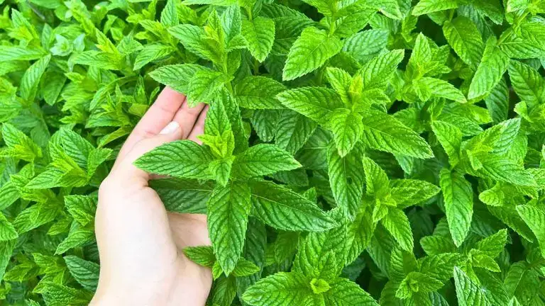 Cómo cultivar menta en casa y en el jardín y tenerla siempre hermosa