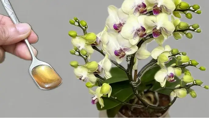 Intente hacer esto Las orquídeas detendrán a los insectos | Hojas sanas y flores duraderas