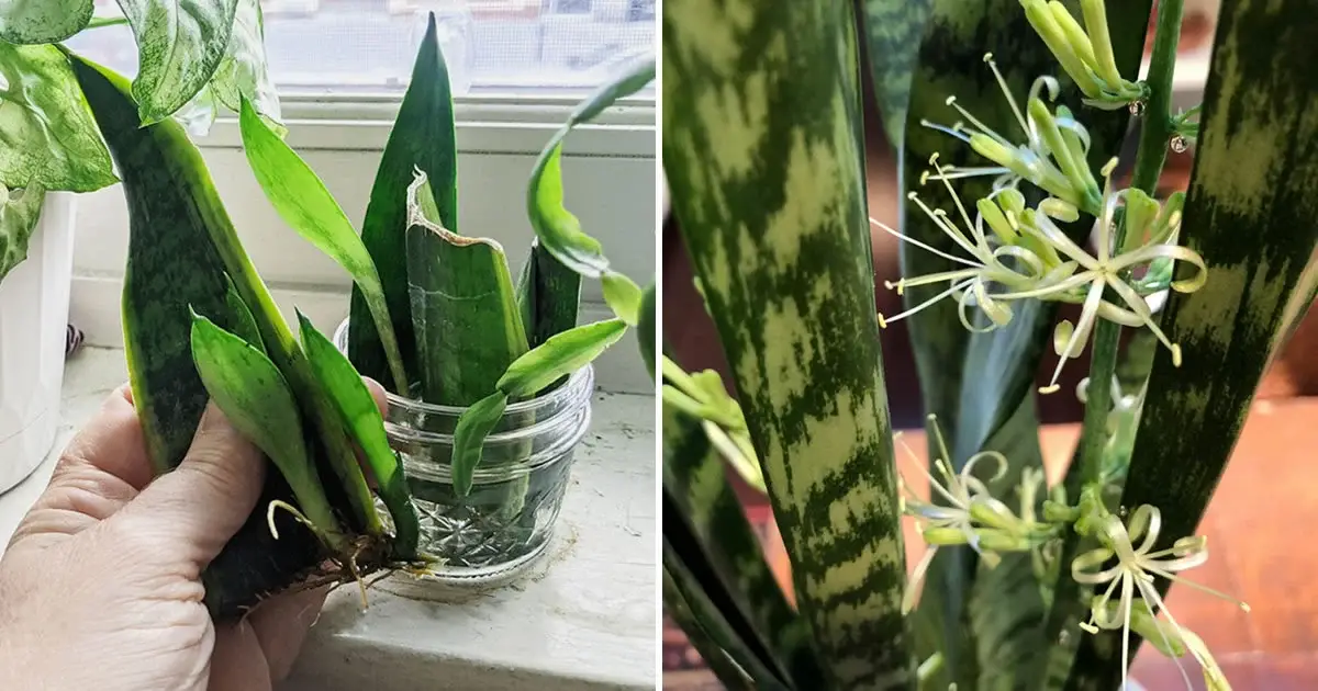 Cómo Cuidar y Multiplicar la Sansevieria: Consejos Detallados