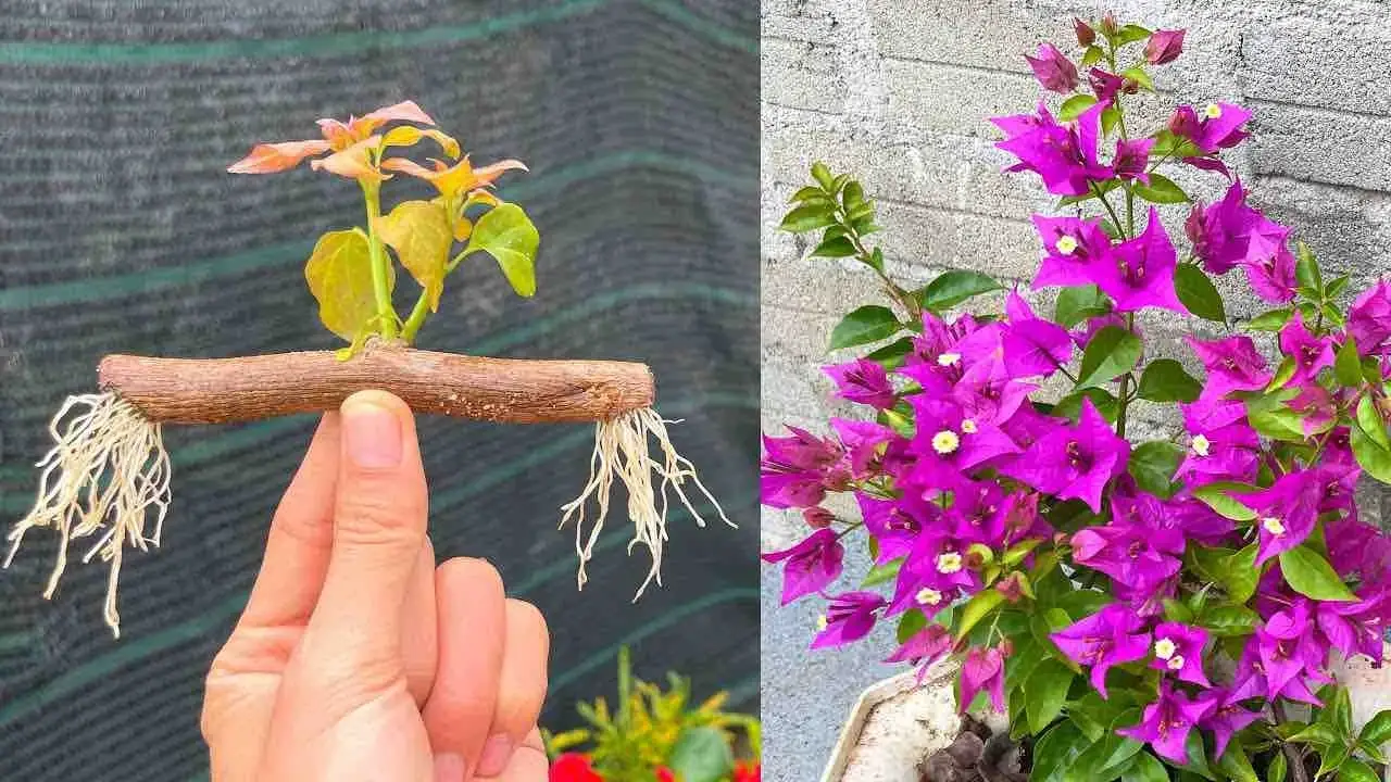 CÓMO PROPAGAR RAMAS DE BUGANVILLA EN EL BALCÓN O EL JARDÍN: EL MÉTODO INFALIBLE