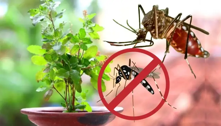 7 plantas aromáticas y bonitas para tener en el balcón: alejarán moscas y mosquitos