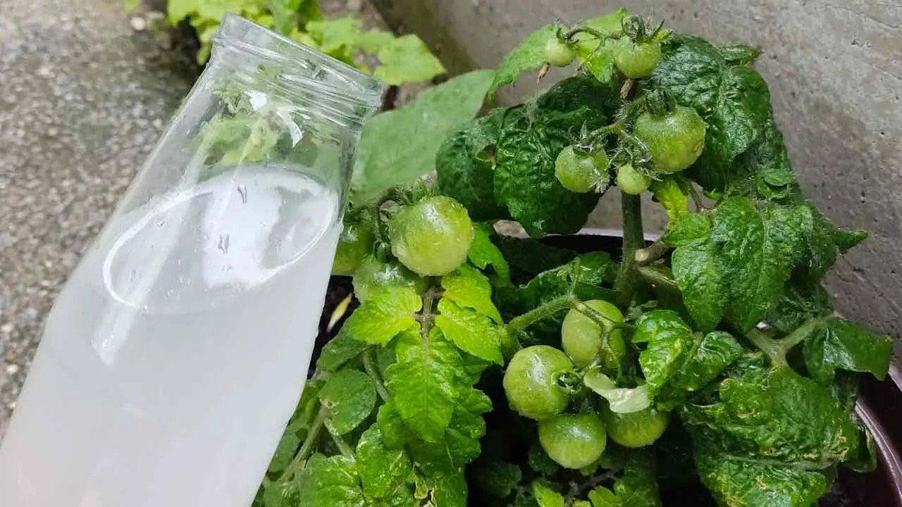 Riegue tomates y pepinos con esta preparación, se sorprenderá: nunca lo había tenido así