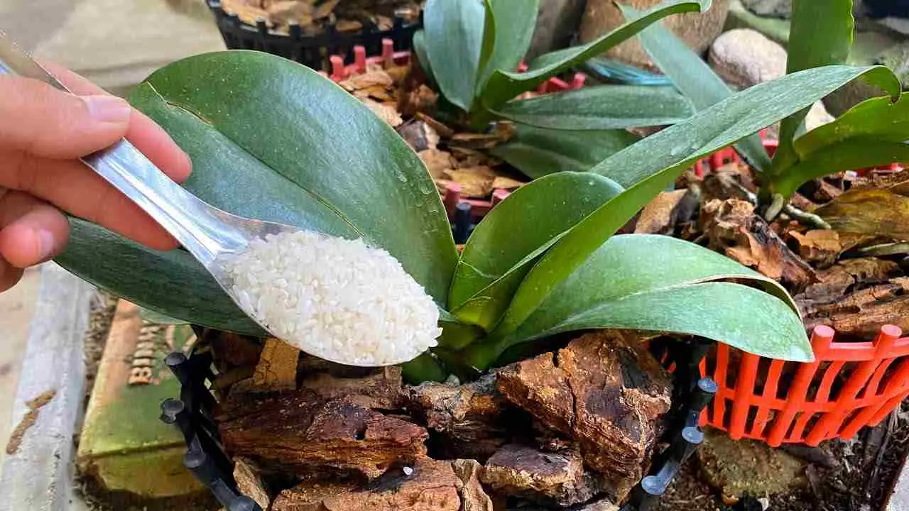 Este fertilizante natural ayudará a su orquídea a mantenerse saludable durante 4 temporadas