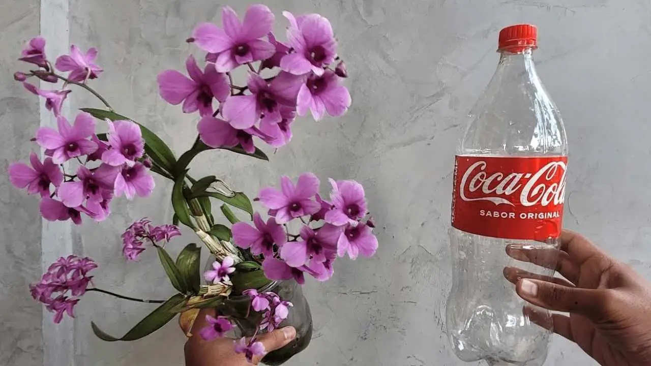 Con el método de la botella, la orquídea te dura toda la vida: la táctica de cada viverista