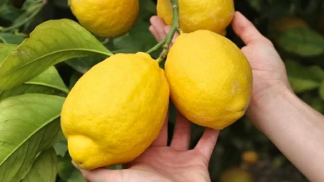 Limones siempre enormes y jugosos con el viejo método del agricultor: pruébalo ahora