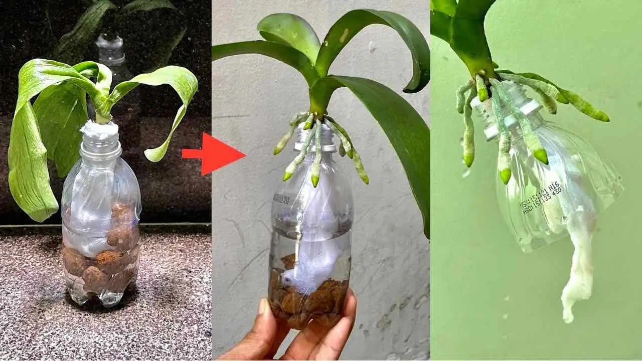 Hazlo y no te preocuparás por revivir ninguna orquídea sin raíces