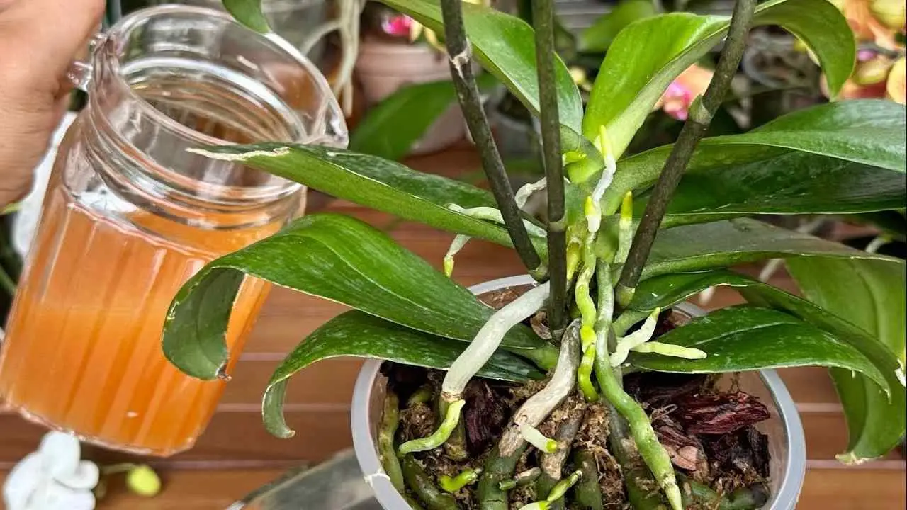 Una taza cada mes y tendrás un balcón y un jardín lleno de flores: nunca lo había tenido así