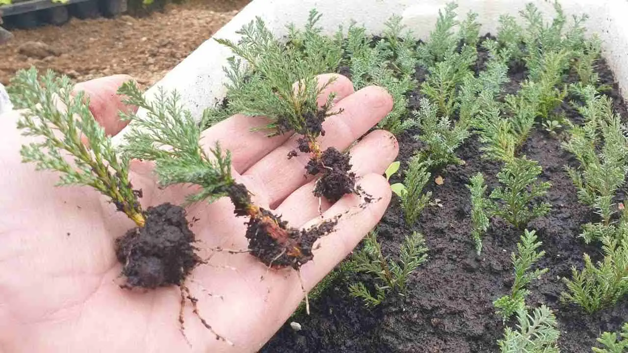 Cómo propagar ciprés y thuja de una manera simple: esta es la técnica de los jardineros.