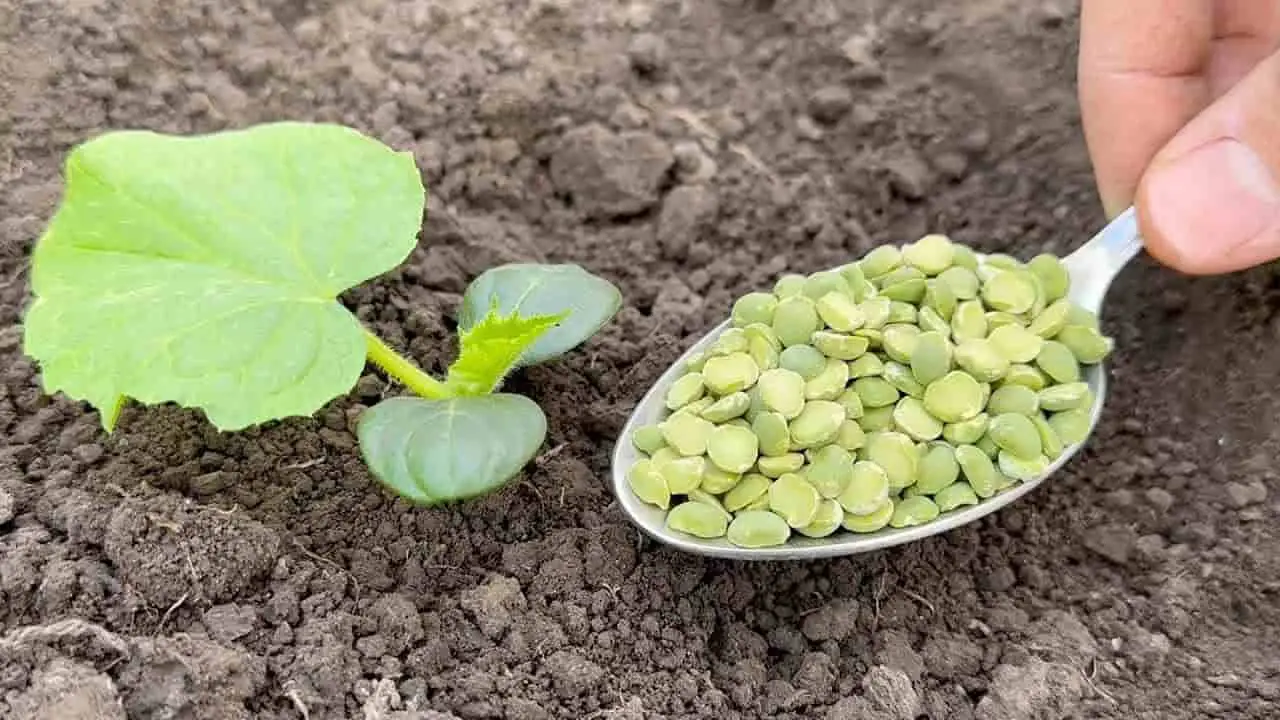 No plante pepinos sin este ingrediente, duplique la cosecha al instante