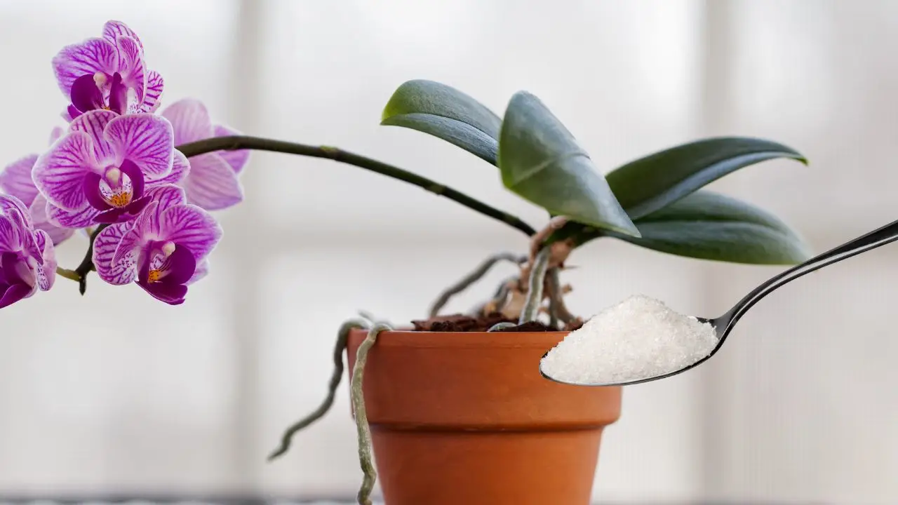 Con este ingrediente nutrirás la orquídea mejor que un vivero: muy frondosa