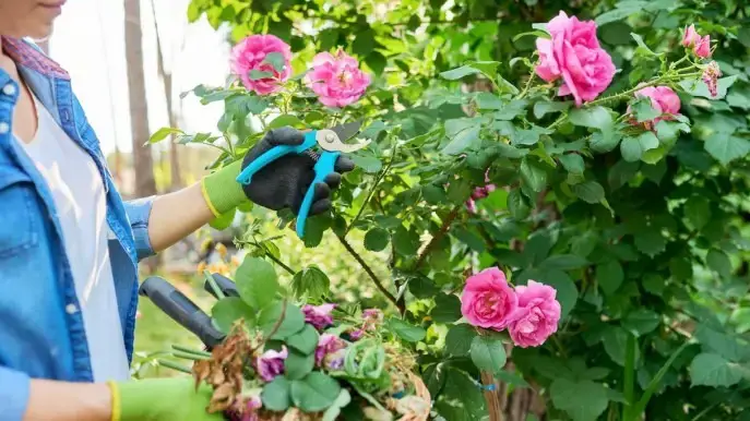 Rosas: pódelas bien para una floración exuberante