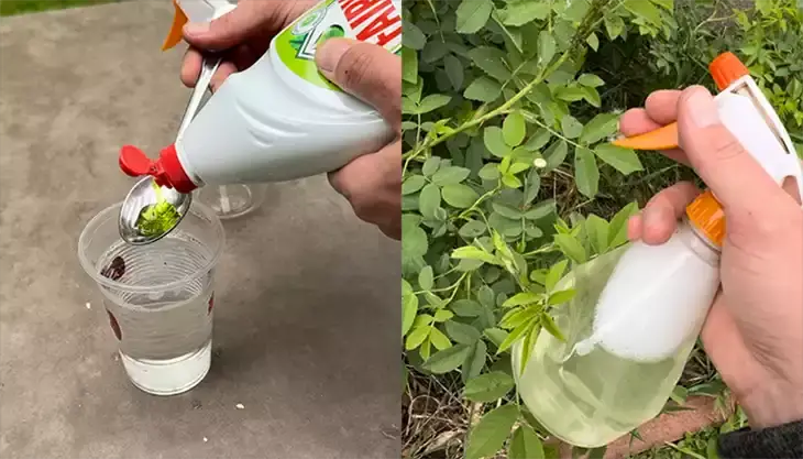 Maximizar la salud del jardín con agua jabonosa: una guía para un uso seguro y eficaz