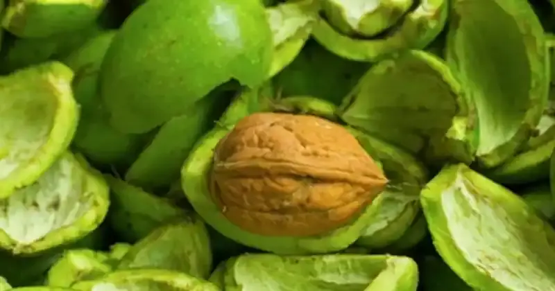 Explorando los beneficios para la salud y los usos caseros de las cáscaras de nueces verdes