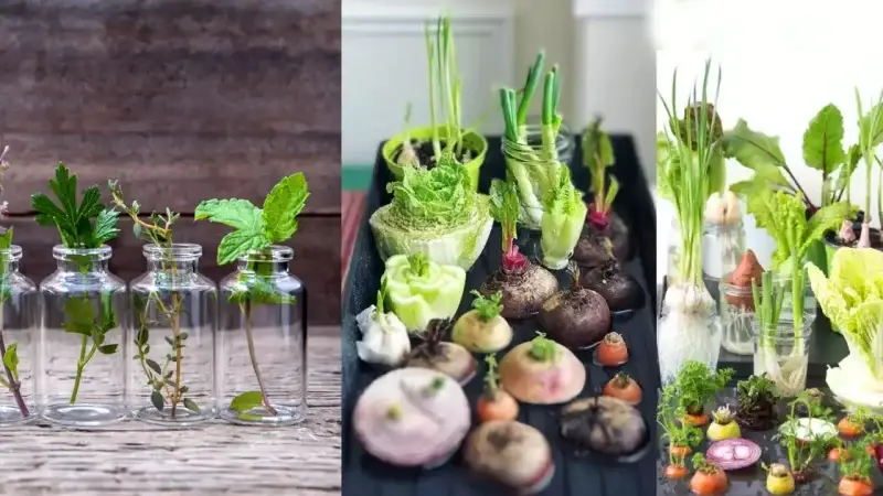 25 hierbas, verduras y plantas que puedes cultivar en agua: una guía para la jardinería hidropónica en casa