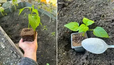 7 secretos asombrosos para cultivar pimientos más rápido, más grandes y mejor