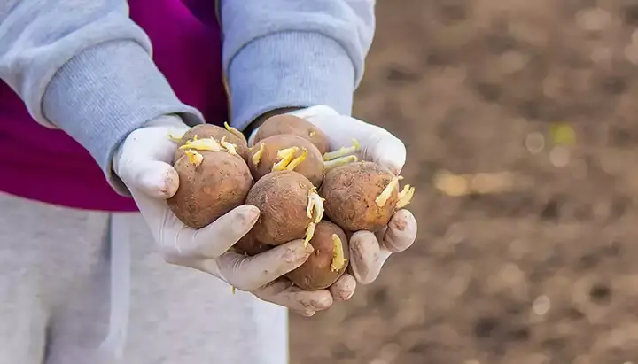 7 consejos vitales para cultivar patatas: garantizar una cosecha abundante