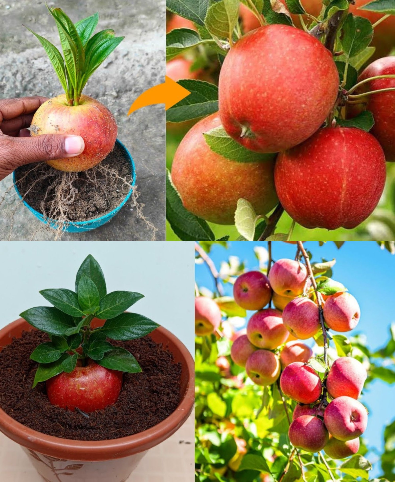 Manzana, cómo hacer crecer una plántula sin costo a partir de desechos: 10 días es suficiente