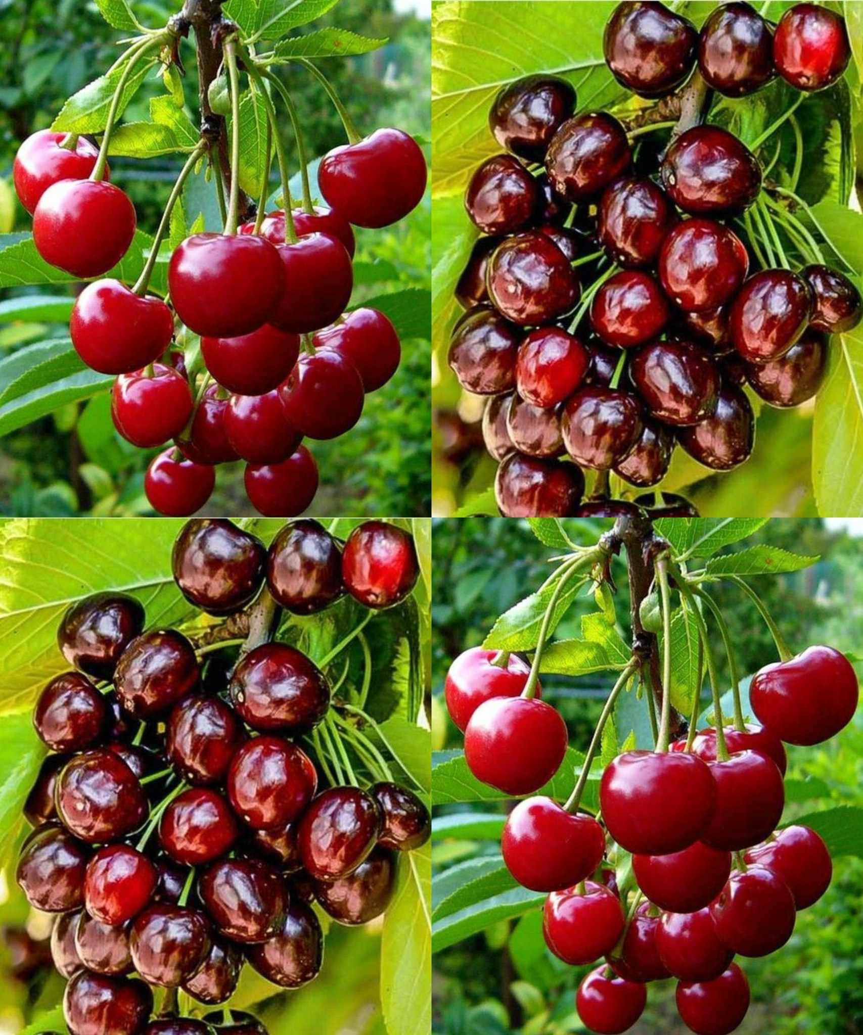 Cerezas, cómo dar a luz a una planta en 7 días sin costo: solo el núcleo