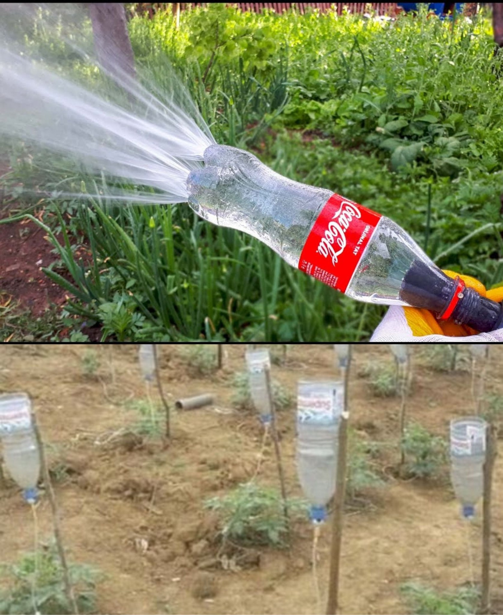 Con este método regar las plantas mientras estás de vacaciones ya no será un problema