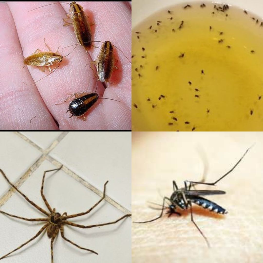 Moscas, mosquitos y cucarachas desaparecerán de tu vista con este método natural