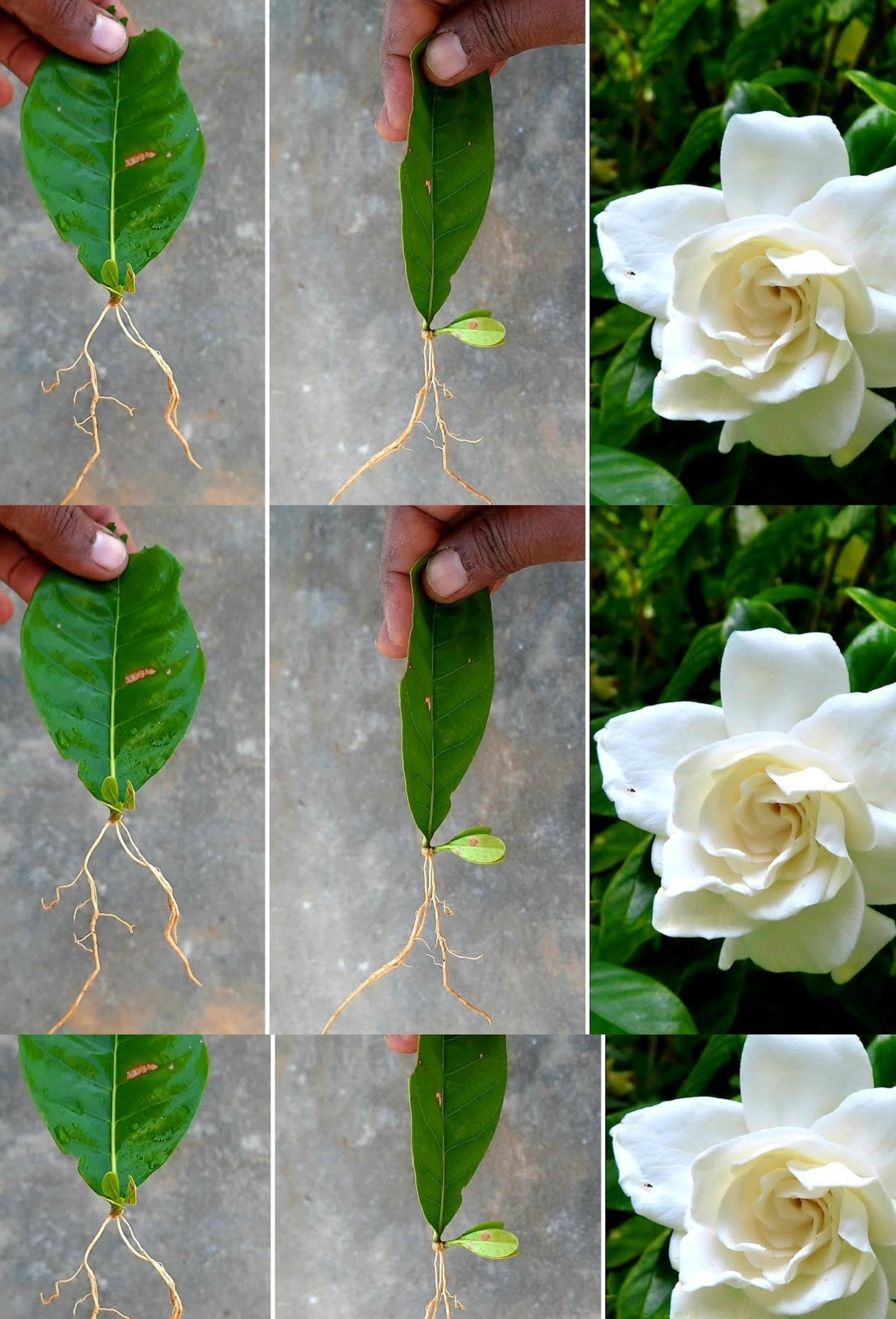 Cómo reproducir interminablemente gardenia o jazmín: sale a la luz el secreto de las floristerías.