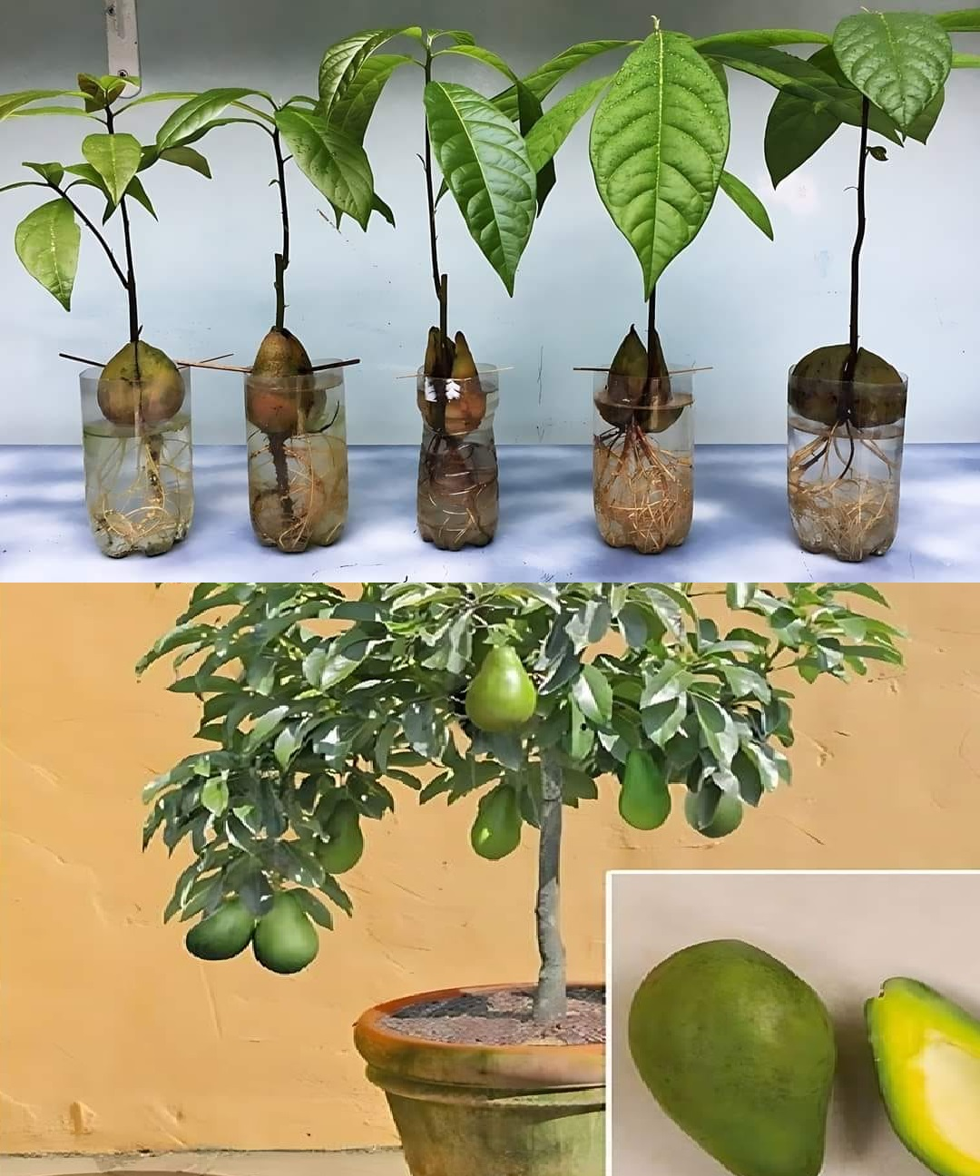 ¿Cómo cultivar un hueso de aguacate para cultivar tu propio árbol de aguacate en maceta?