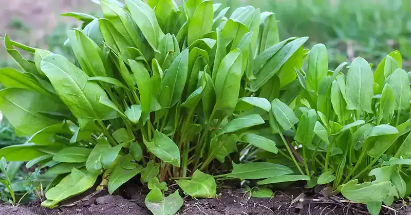 Los extraordinarios beneficios de la acedera común (Rumex acetosa): guía para el bienestar y la creatividad culinaria