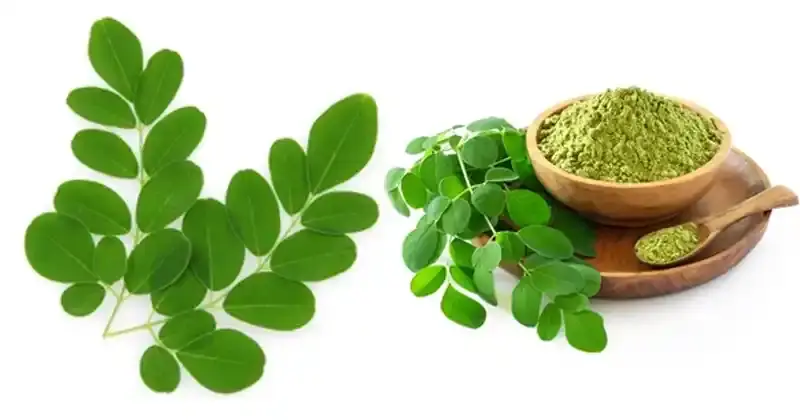 El árbol milagroso: 10 beneficios para la salud de la moringa y cómo utilizarla