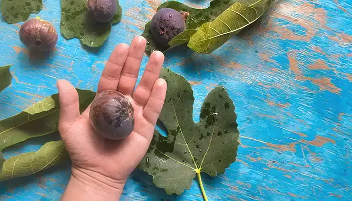 Explorando las hojas de higuera: 5 usos innovadores y recetas deliciosas