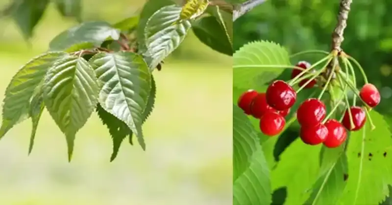 Los beneficios ocultos de las hojas de cerezo