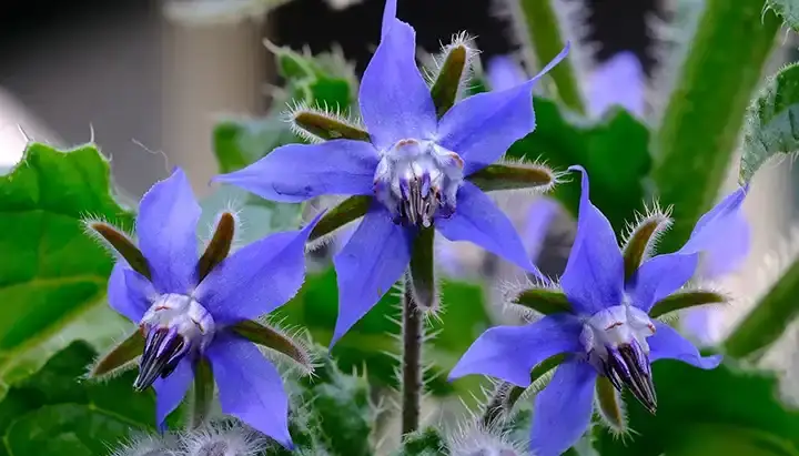 Descubriendo los beneficios de la borraja: guía para jardineros sobre esta hierba versátil