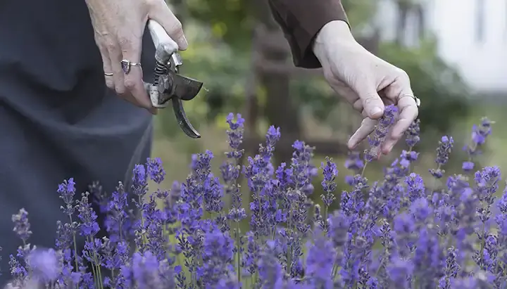 Cuidado óptimo de la lavanda: por qué y cómo podarla en agosto