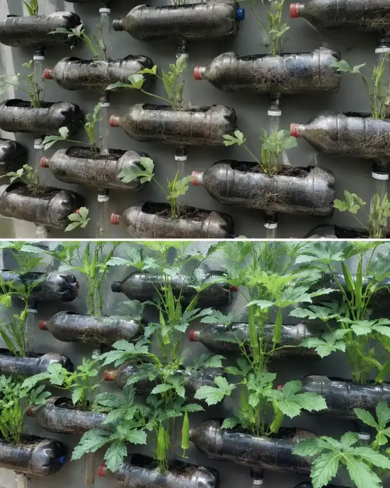Así convierten botellas usadas en un huerto que produce verduras durante meses