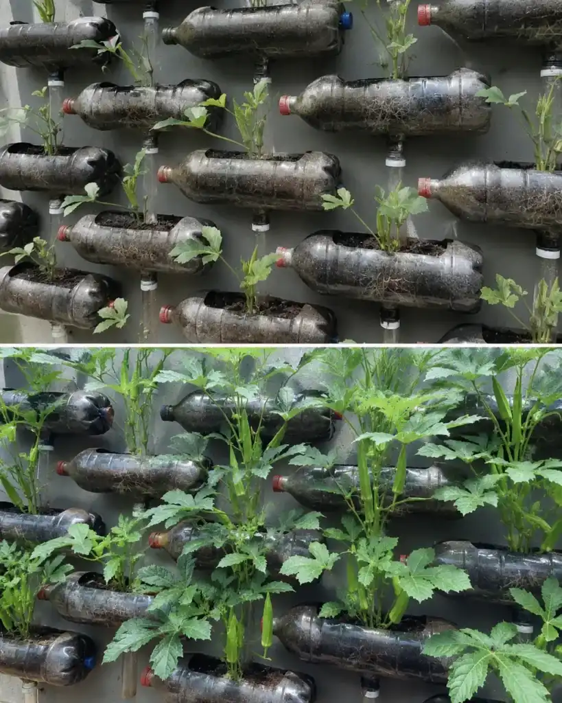 Así convierten botellas usadas en un huerto que produce verduras durante meses