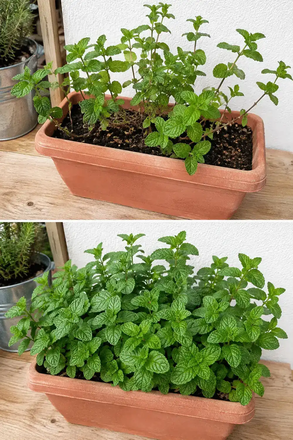 Cómo hacer que la menta crezca más compacta y con hojas mucho más aromáticas