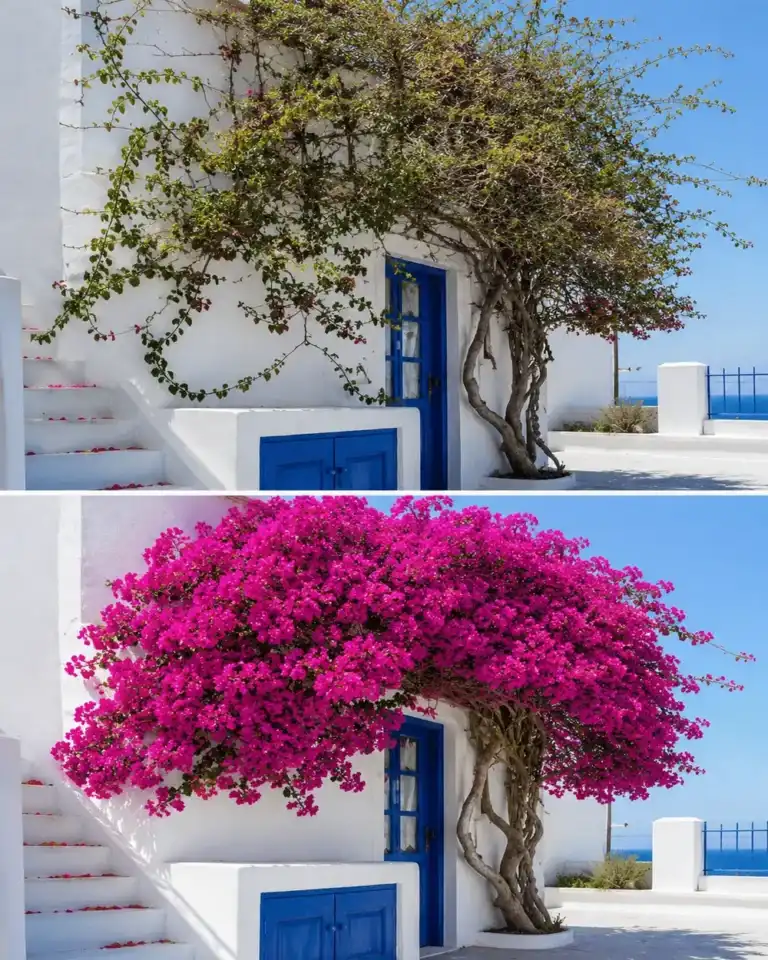 Cómo podar la buganvilla en el momento perfecto para llenarla de flores