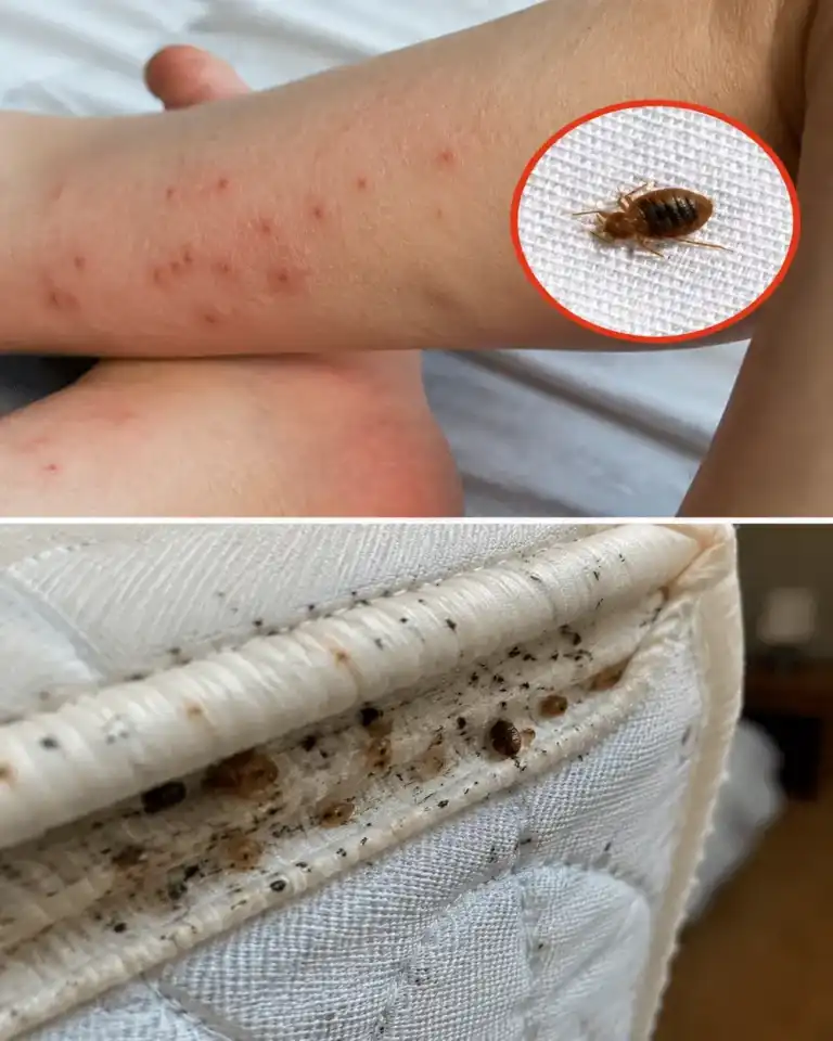 ¿Crees que tienes chinches? Estas pistas pueden ayudarte a detectarlas a tiempo