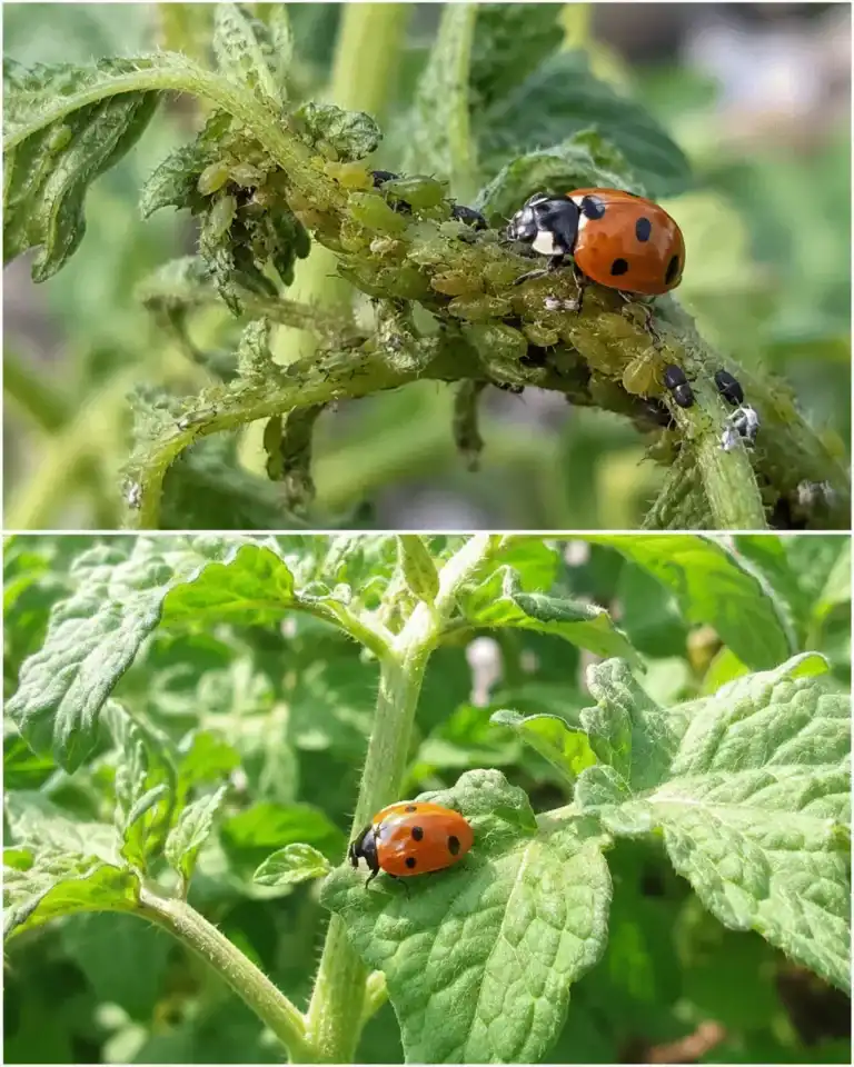 El insecto beneficioso que nunca deberías eliminar de tu jardín