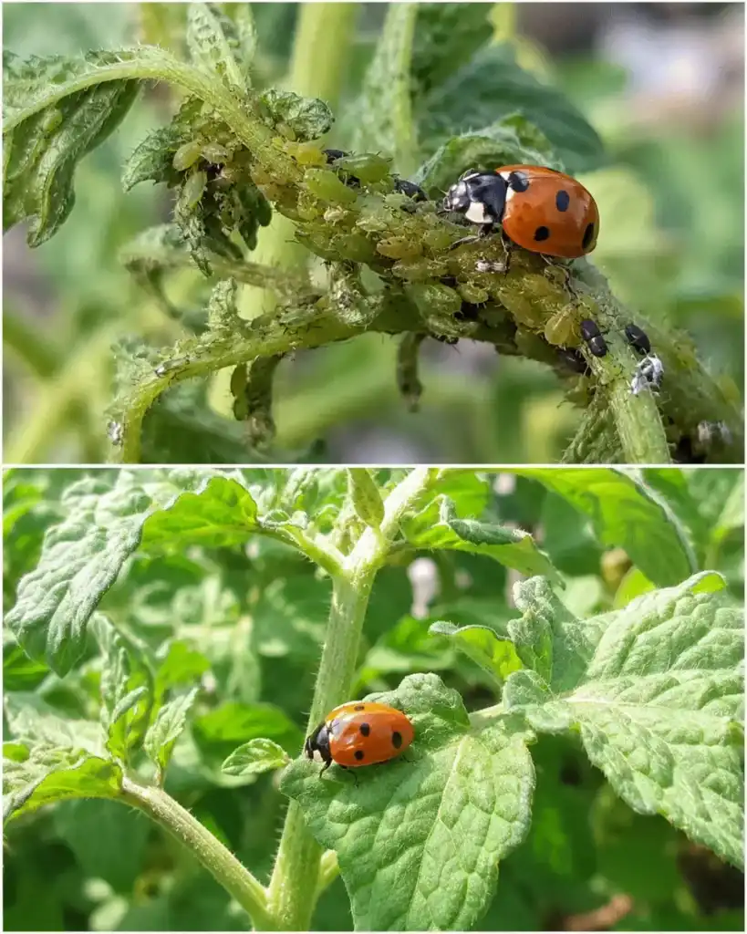 El insecto beneficioso que nunca deberías eliminar de tu jardín
