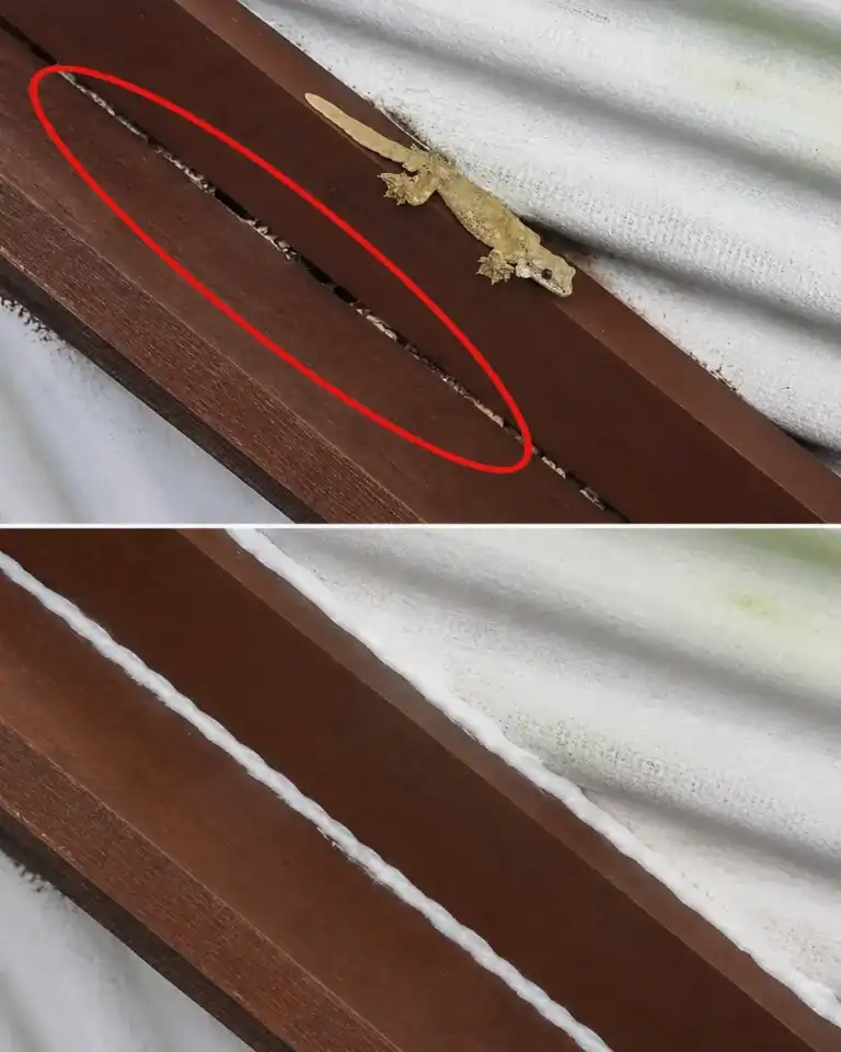 La pequeña abertura por la que los geckos consiguen entrar en muchas viviendas