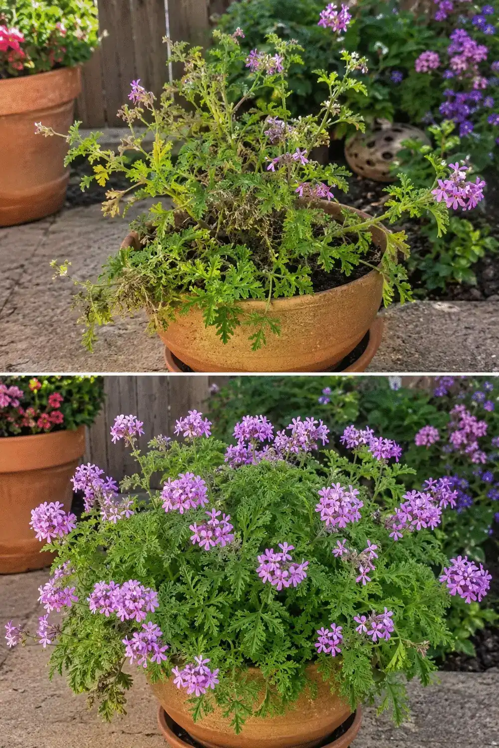La planta que mantiene alejados los mosquitos y además perfuma todo el jardín