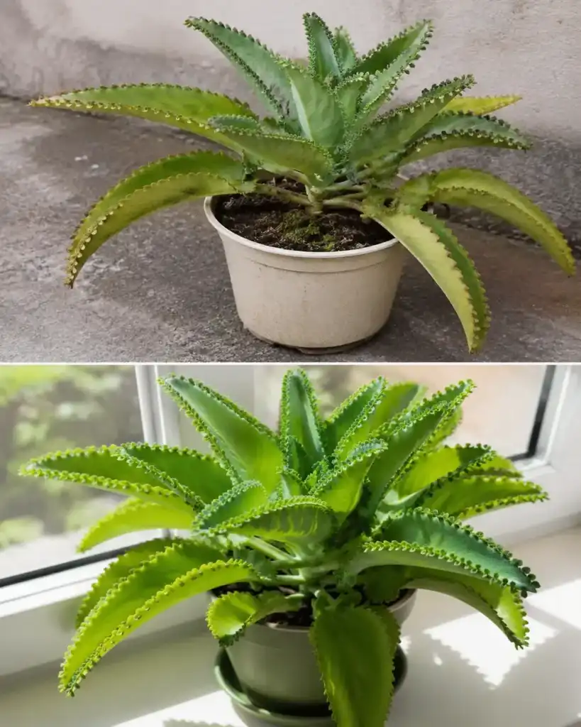 La planta que no solo destaca por su belleza: descubre el mejor lugar para colocarla