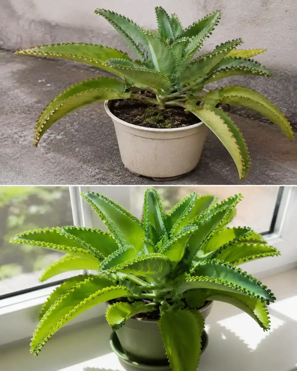 La planta que no solo destaca por su belleza: descubre el mejor lugar para colocarla