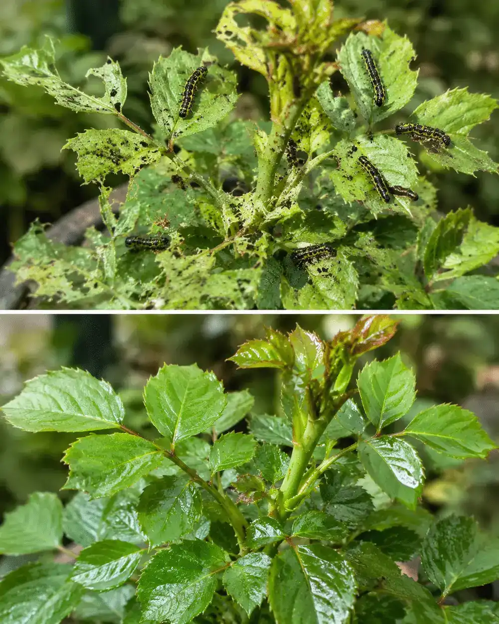 Las orugas están destruyendo tus plantas: elimínalas con este sencillo truco casero
